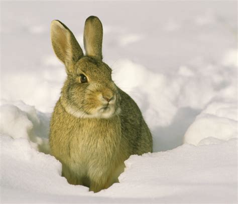 Fast Facts Rabbits And Hares Of North America Welcome Wildlife