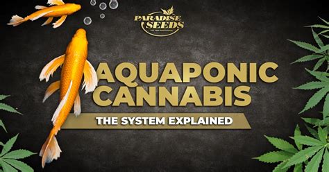 Cannabis Aquaponics Systems Explained Paradise Seeds