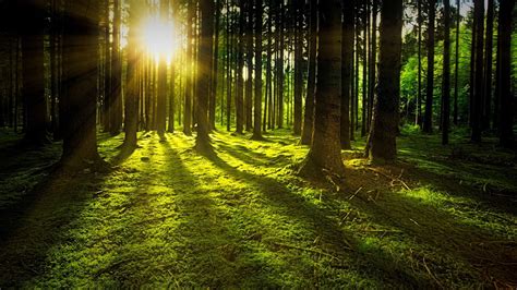 La Tierra Tiene Ahora Más Bosques Que Hace 35 Años