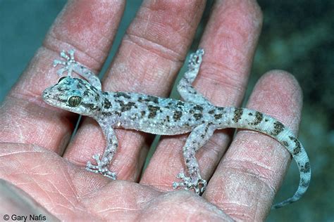 Dreamstime is the world`s largest stock photography community. Identifying California Lizards
