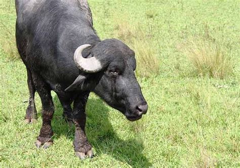Female Buffalo Calf Produced From Cloned Bull S Semen India Tv News India News India Tv