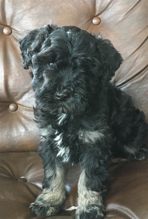 Puppies For Sale Schnoodle All Sizes Schnoodles F