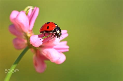 Ladybug By Necdet Yasar On 500px Ladybug Animals And Pets Pets