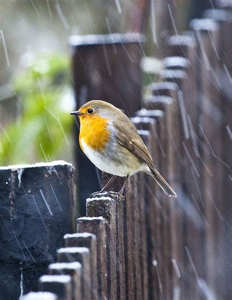 Cute Birds In Rain Goimages World