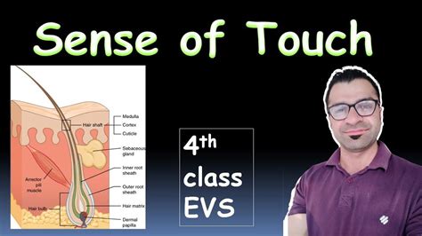 Concept Of Sense Of Touch 4th Class Evs Bharat Vikas Classes Sense Of