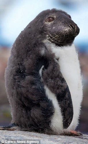 Artist Creates Penguin Seal Hybrids After Pictures Proved They Were Having Sex Daily Mail Online