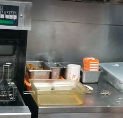 Mouse Jumps Into A Whataburger Fryer Neatorama