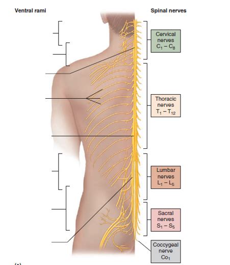 Spinal Nerves And Major Nerve Plexuses Lab Figure Diagram Quizlet