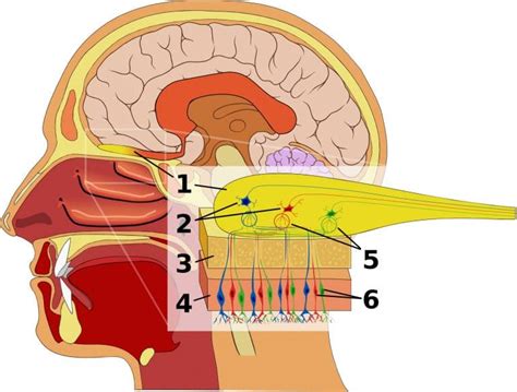 the olfactory nerve cn i cranial nerve i anatomy geeky medics