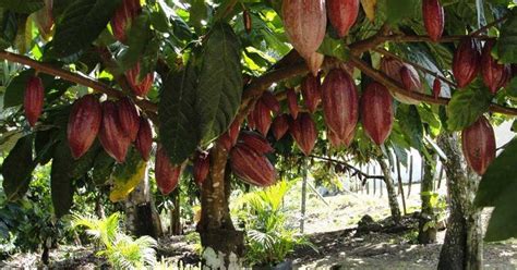 Dove Cresce La Pianta Del Cacao Theobroma Cacao Il Gusto Della Natura