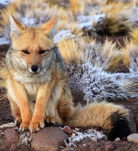 Funky Safari — South American Gray Fox Lycalopex Griseus