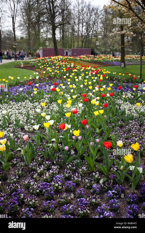 Tulip Flowers In Keukenhof Park Lisse Garden Of Europe The Worlds