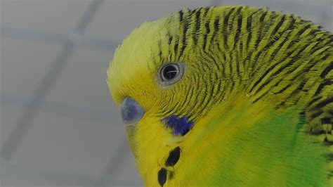 How To Know If You Have A Happy Budgie Or A Sad Budgie