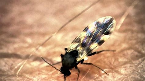 Midge Bites Through Presenters Arm The Secret Life Of Midges Bbc