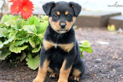 We did not find results for: Bella Boo: Rottweiler puppy for sale near Lancaster, Pennsylvania. | 582fa09c-2491