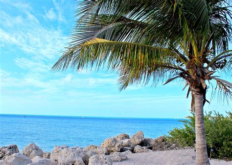 Palm Tree Paradise Photograph By Mary Pille