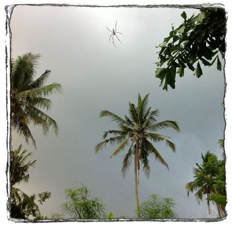 Spider And Palms