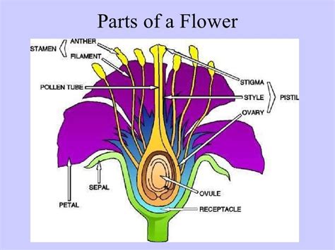 Anatomy Of The Plant Riset