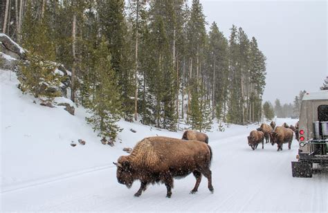 A Snow Coach Tour Is The Best Way To See Yellowstone National Park In