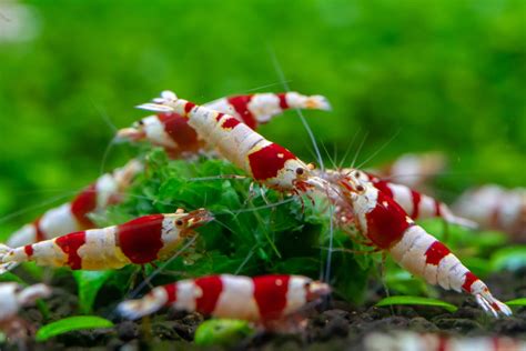 Top 5 Dwarf Shrimp For Your Next Freshwater Aquarium Laptrinhx News