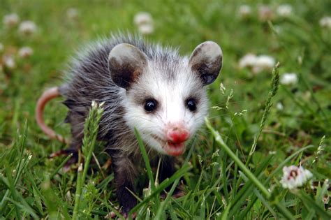 How To Get Rid Of Possums Humanely