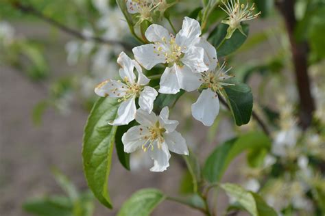 Donald Wyman Crabapple Trees Have Bright White Flowers