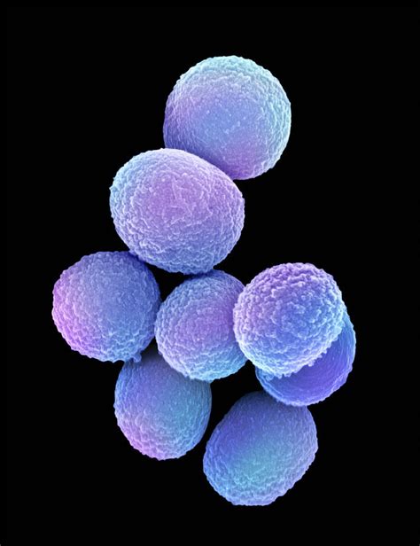 Staphylococcus Aureus Bacteria Photograph By Science Photo Library Pixels