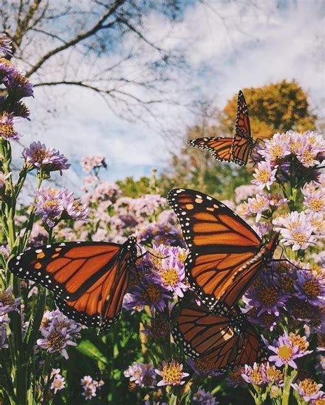 See the beauty and wonder of monarch migration as millions of monarchs travel thousands of miles to reach the same destinations in mexico and coastal california. @𝕙𝕖𝕪𝕚𝕞𝕒𝕗𝕠𝕠𝕜𝕚𝕟𝕤𝕚𝕟𝕟𝕖𝕣 in 2020 | Nature aesthetic, Nature ...