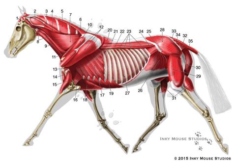 Horse Anatomy Muscles The Hippest Galleries