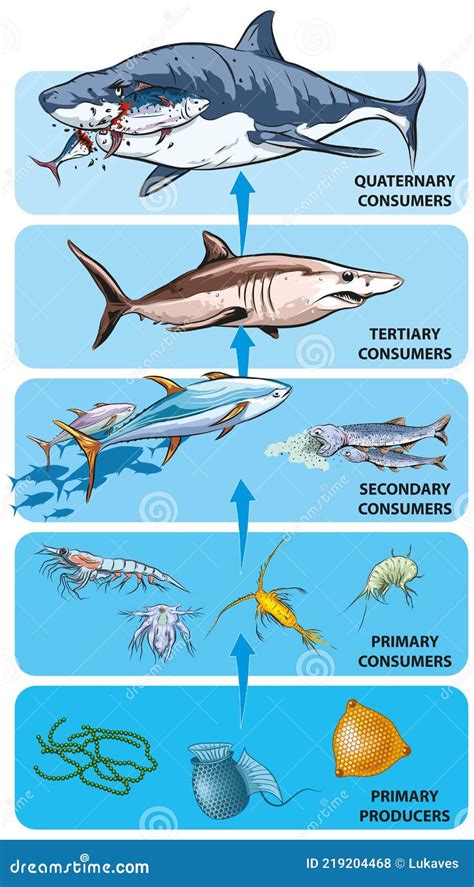 Chaîne Alimentaire Ocean Illustration De Vecteur Illustration Du