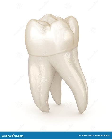Dental Anatomy First Maxillary Molar Tooth Medically Accurate Dental