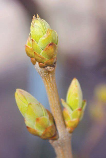 Warm Winter Creates Concerns About Budding Woody Plants Gardening