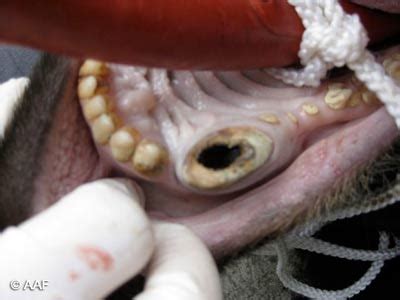 Nacirema culture is characterized by a highly developed market economy which has evolved in a rich natural habitat. Rituals of the nacirema essay