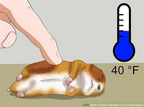 How To Get A Hamster Out Of Hibernation 12 Steps With