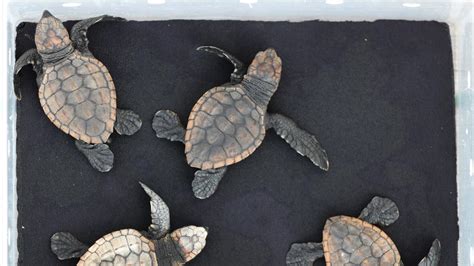 Six Endangered Loggerhead Turtle Hatchlings Catch Lift To East