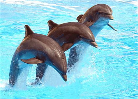 Leaping Dolphins Stock Photo Image Of Dolphin Water 3060488