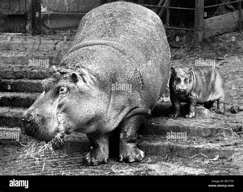 Baby Hippo In Water Black And White Stock Photos And Images Alamy