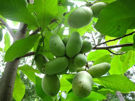 Pawpaw the delicious American fruit - Trees of Joy