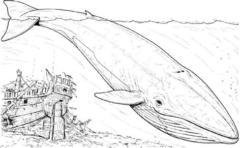 coloring page blue whale blue whale coloring  undersea coloring page features  huge