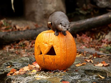 15 Animals Playing With Pumpkins For Halloween Woodland Park Zoo