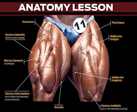 Quad Muscles Anatomia Y Fisiologia Humana Cuerpo Humano Anatomia Porn Sexiz Pix