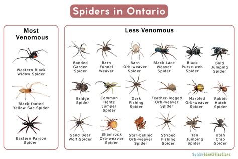 Types Of Spiders In Ontario List With Pictures