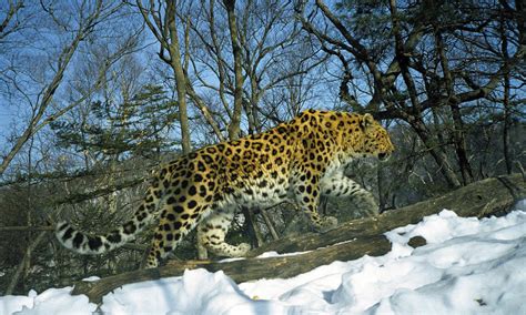 Wildlife Amur Leopard Most Dangerous Animal