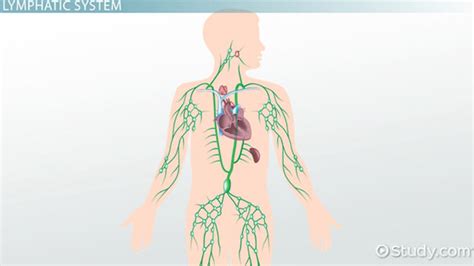 Simple Lymphatic System Diagram Unlabeled Aflam Neeeak