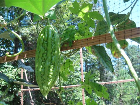 My Garden Diary Bitter Melon