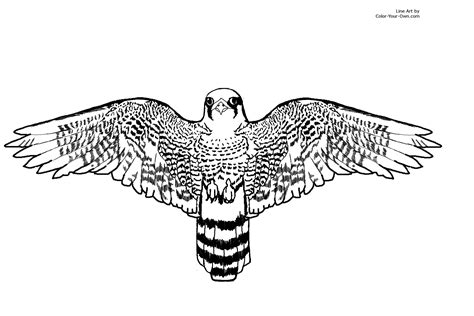 Falcon Coloring Pages Printable Sketch Coloring Page