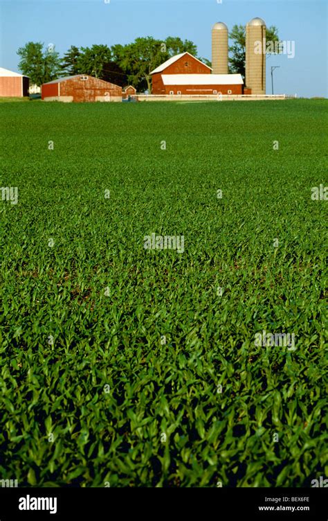 Agriculture Early Growth Grain Corn Field With A Red Barn And Silos
