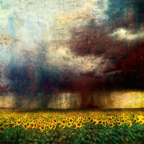 Sunflower Storm Other Photography Type By Michael Regnier