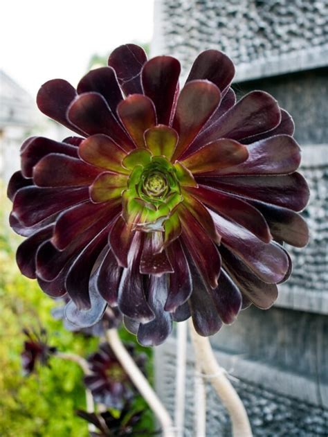 How To Grow And Care For Aeonium Succulents Agriculture Review