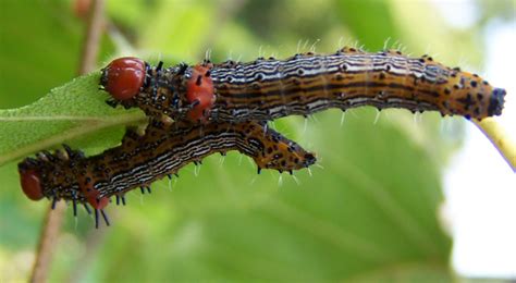 1,178 results for caterpillar red wing. Red Humped Caterpillar - What's That Bug?